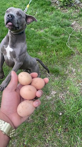 My chickens started laying again!! and ill have more hens for sale soon!!