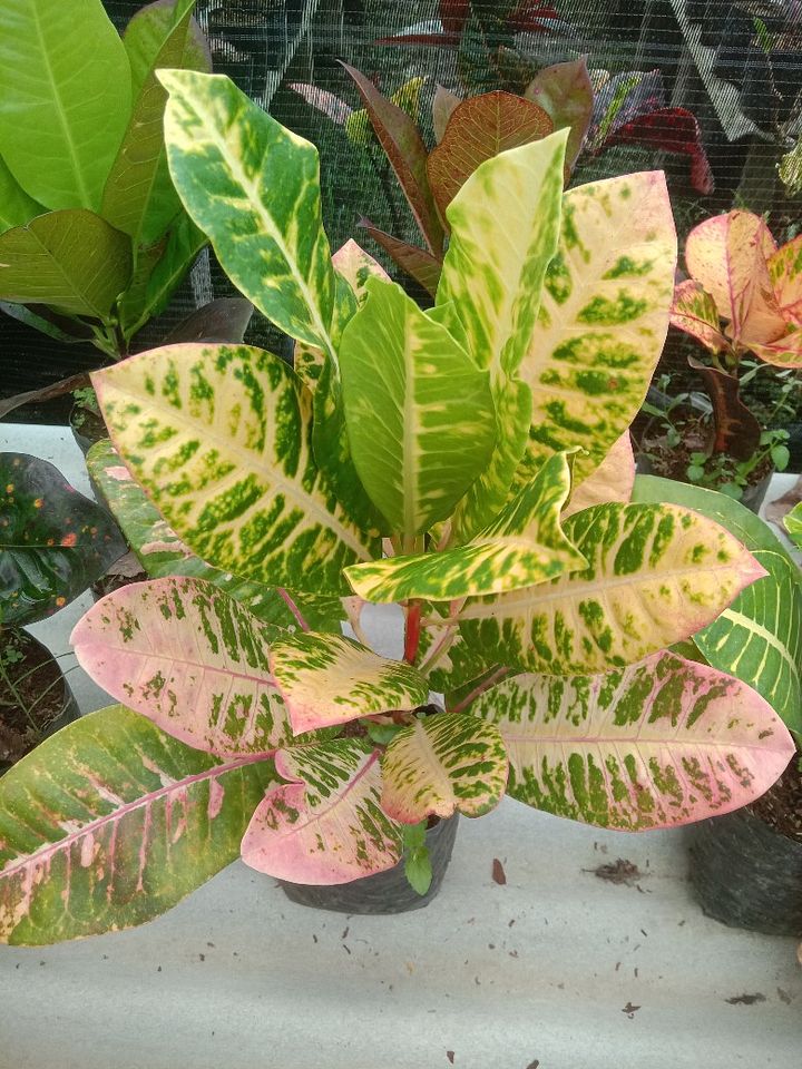 Tanaman bunga puring cantik product image (1)