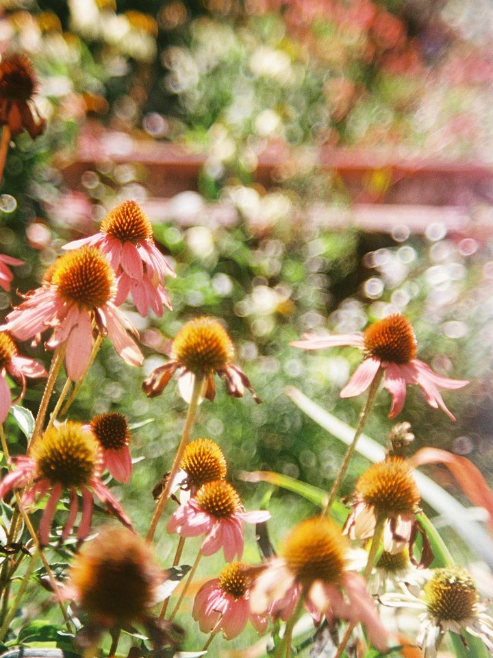 blossom product image (1)