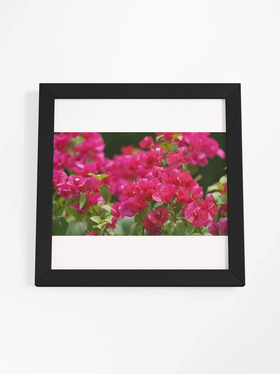 Vibrant Bougainvillea Bliss Framed Poster product image (18)