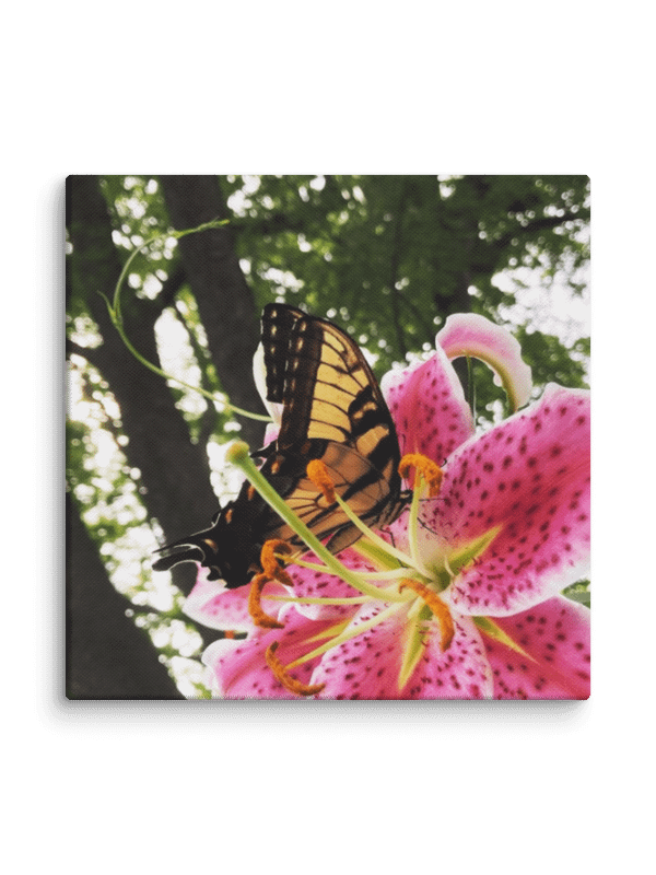 Butterfly on Pink Tiger Lily Photo