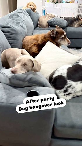 Partied too hard! 
. #weimaraner__daily #weimaranerpuppy #weimaranerlove #weimaranerlife #weimaranerworld #weimaranerclub #we...