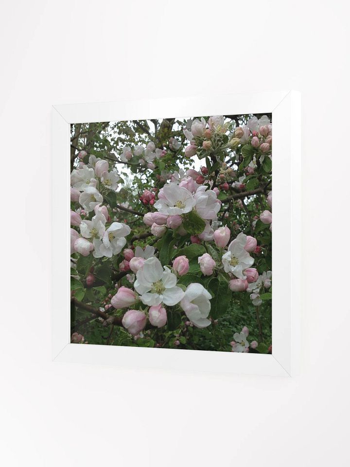 Apple Blossoms III product image (2)