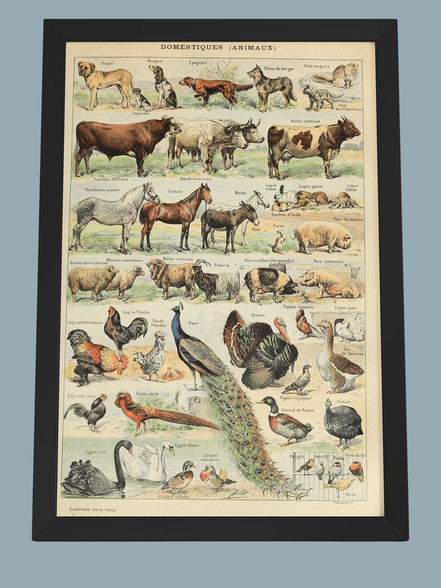 Le Larousse pour tous product image (24)