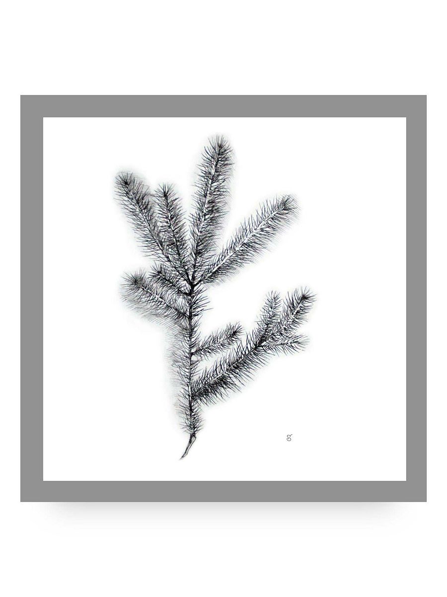 Nature's Embrace Canvas Print - Spruce Branch product image (12)