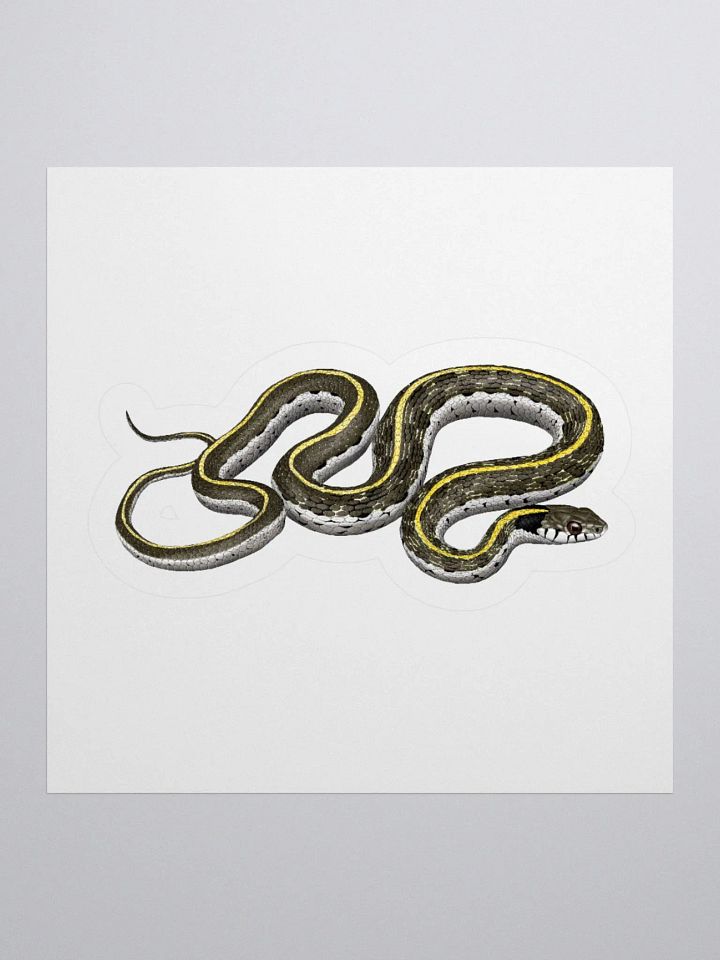 Die-Cut Sticker – Blacknecked Gartersnake product image (2)