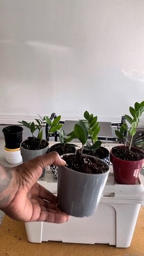 #PlantPlants #gardentips #growitthenshowit