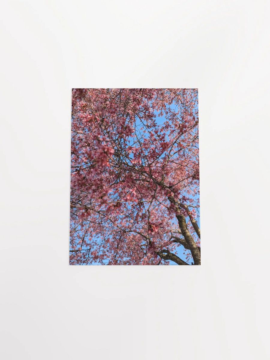 Blossom Canopy Poster product image (4)