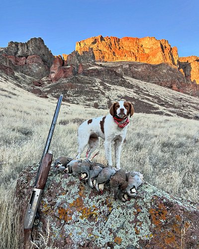 My first season without Cooper. We missed him dearly, but Dizzy was ready to take the lead. The quail queen has all but maste...
