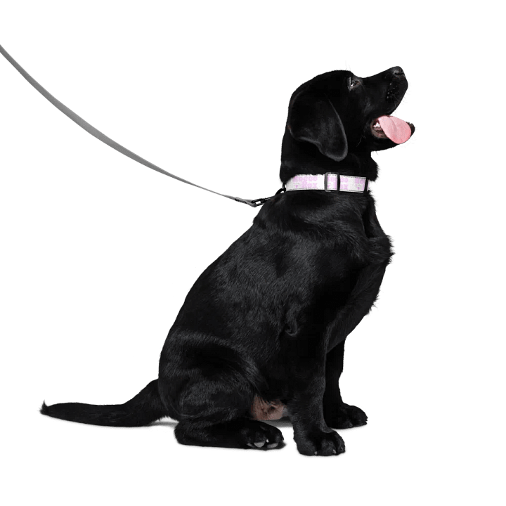 RoccoRox Dog Collar Size Medium product image (2)