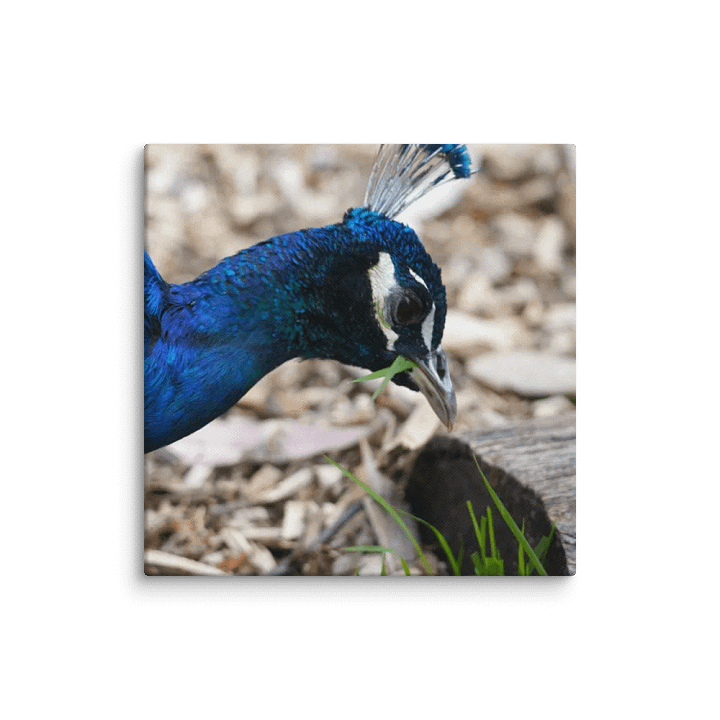 Peacock Canvas product image (2)