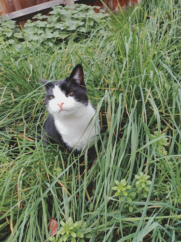 Badger just wants to be alone this #caturday 😺