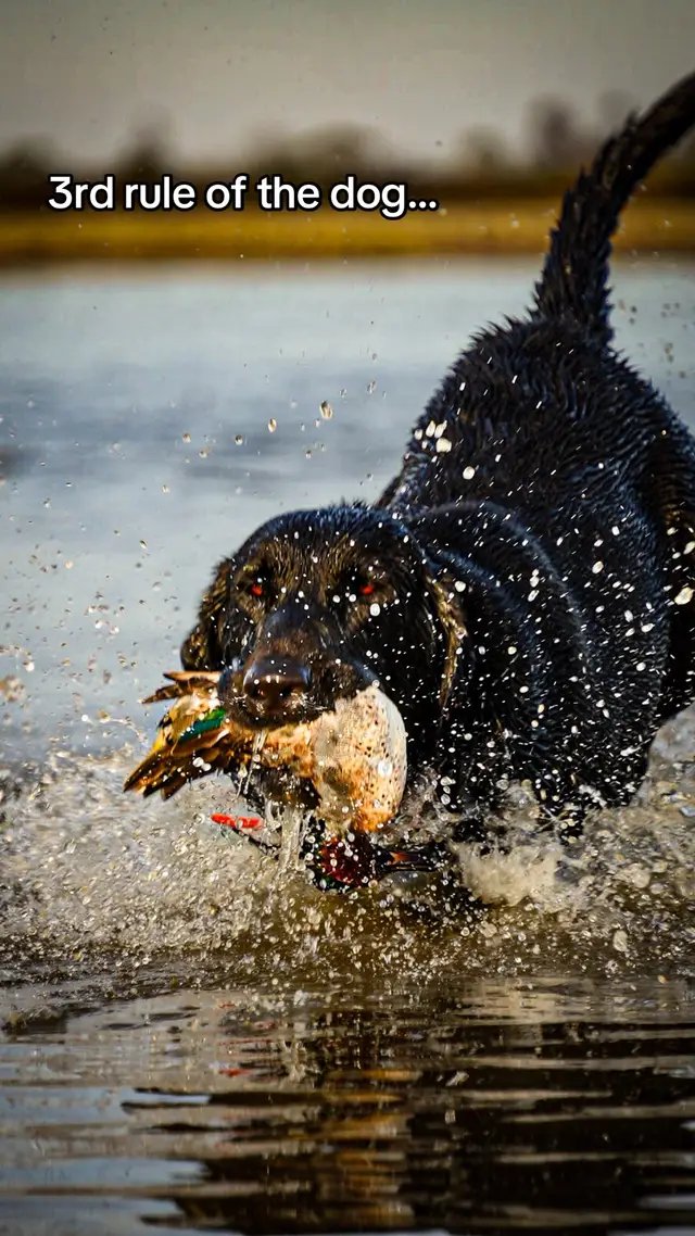 #fyp #duckdog #duckhunting #labs #aura 