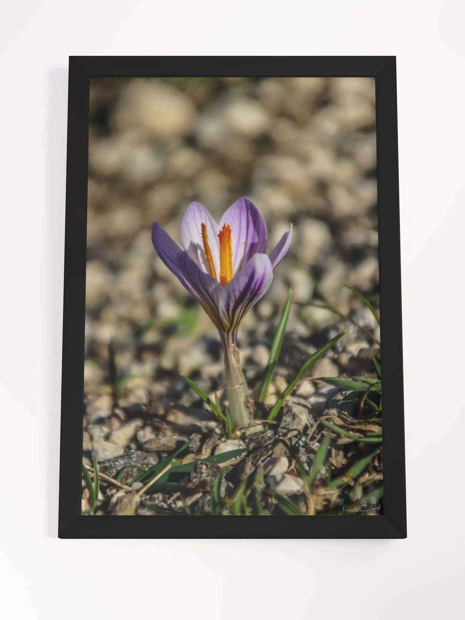 Print Fine art photography - Resilient Bloom product image (8)