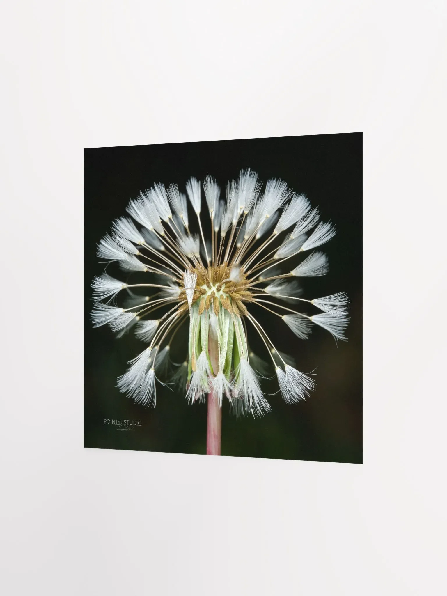 Dandelion #11 - Print product image (4)