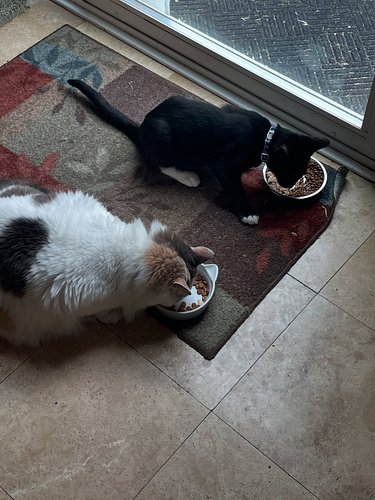 Happy Caturday! Luna is getting along better with Tennyson. She likes him and doesn’t! Lol 😆 Tens is like the starfish from C...
