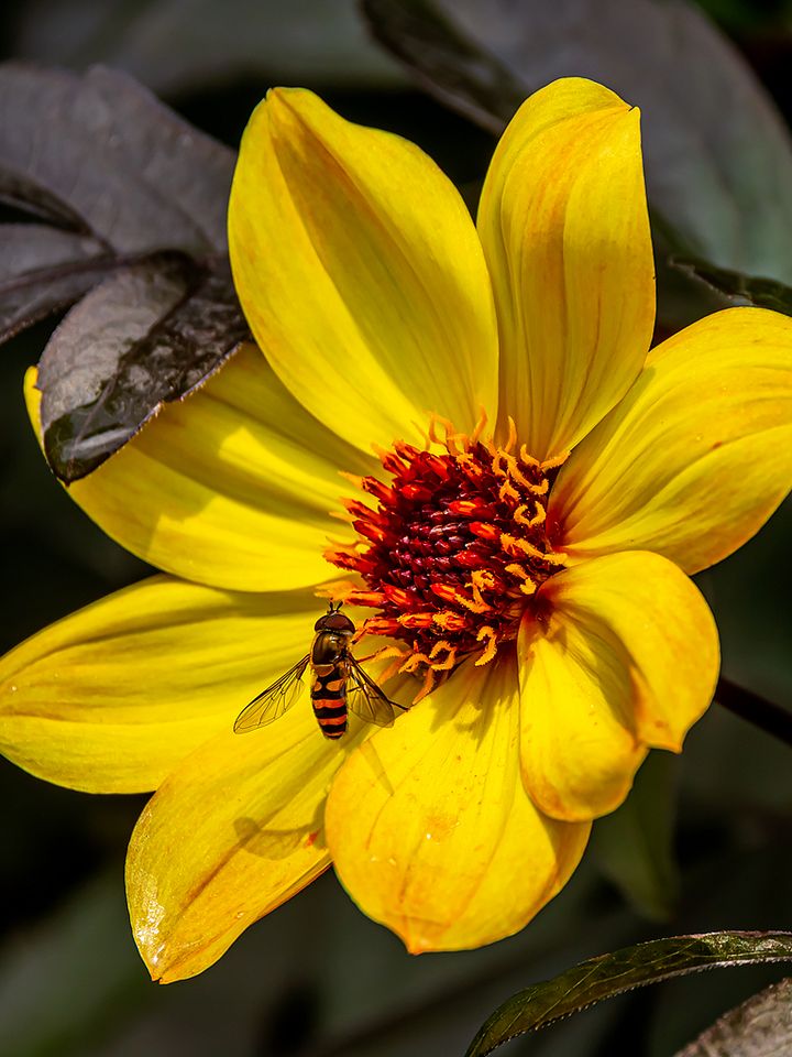 Sunning product image (1)