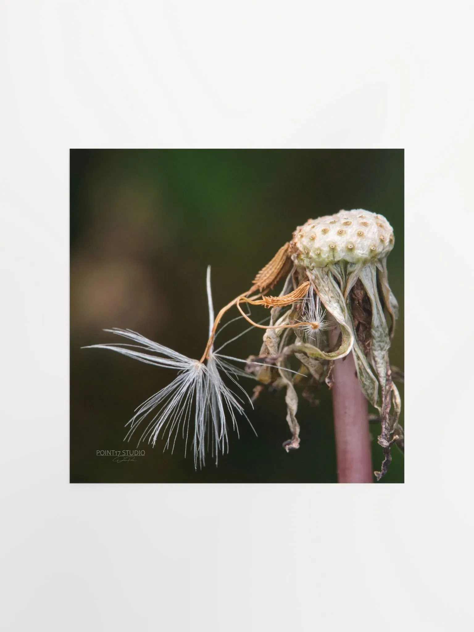 Dandelion #12 - Print product image (1)