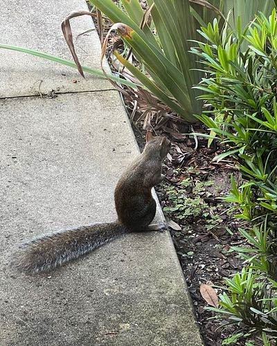 NBD; just a GANG WAR btw the squirrels and mocking birds in front of our front door. This little guy tried to run into the ho...