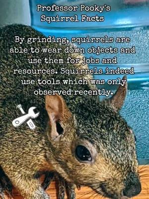 #research #physics #educational #science #teeth #squirrel #animals @Mëër Kat Gen ❌ @❤️‍🔥MoTherCluCKer❤️‍🔥 @Eric91377  @Tilly the Quilly Hedgehog @🍒💣Cherry Bomb 🍒💣 @PETE @🐿️ +🐿️=♥️ @phoebe @Lady and the Cat @Wil @The Backyard Squirrels @SquirrelNutHouse@PAnderson+3+1  @i_love_squirrels0 @Pipsqueak 🐿 @Squirrel Willie 🐿️ @squirrel café @SquirrellyAF Wildlife Rescue @Squirrel Stampede @Eric 💙🐿️ @🐿🌈 @Desiree Chantal @chirpcam 