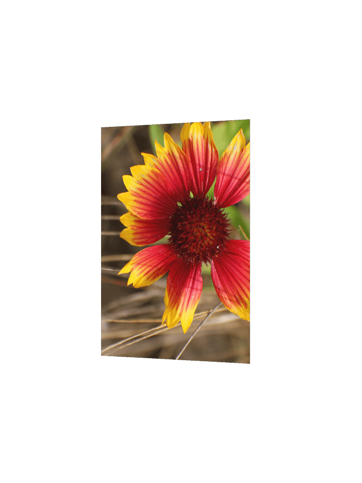 Flower in the Wind product image (9)