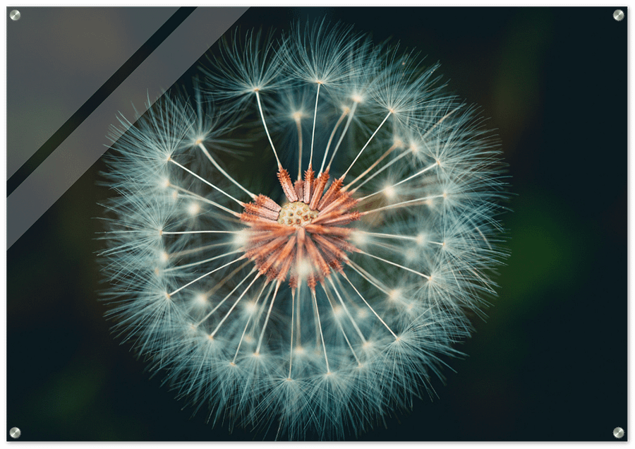 STUNNING CONTRAST BLOOM product image (1)