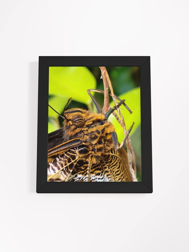 Closeup Tropical Butterfly Framed Poster product image (2)