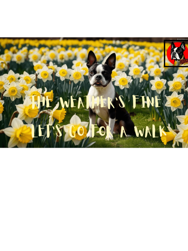 Bossie Dog and Daffodils product image (6)