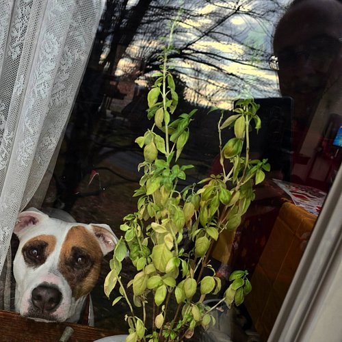 My window cleaning supervisor along with the basil plant that desperately wants sun.