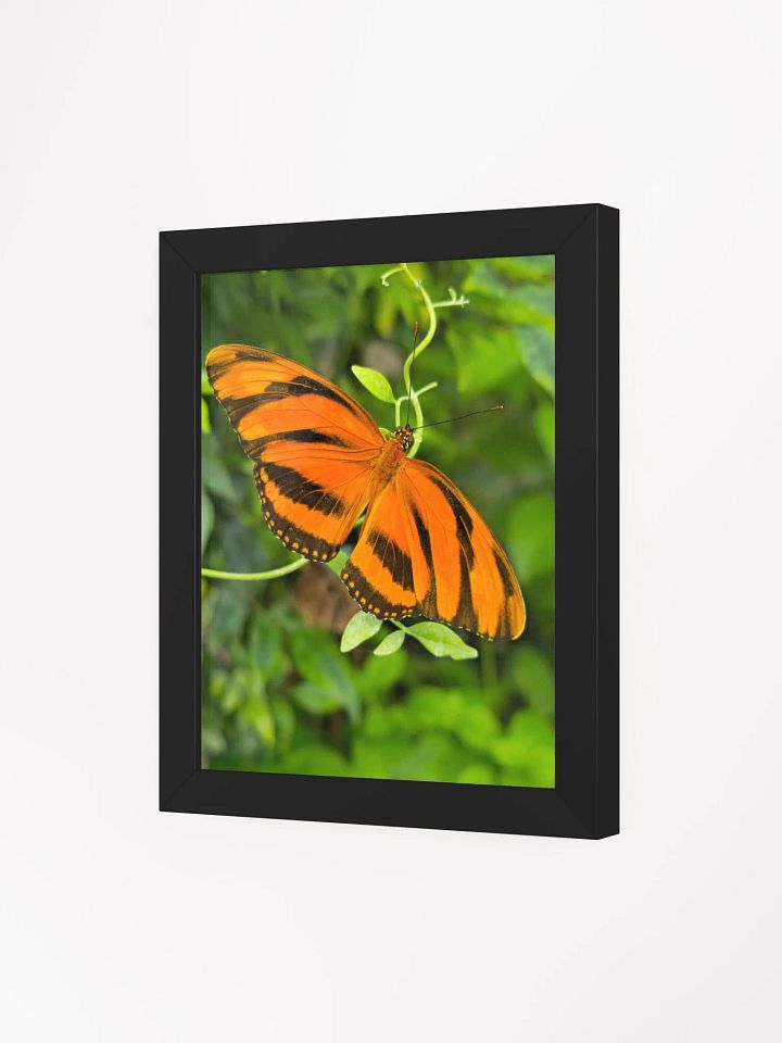 Banded Orange Longwing Tropical Butterfly Framed Poster product image (1)