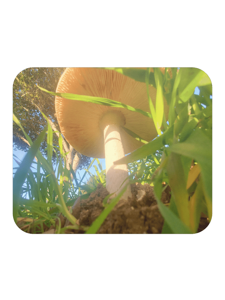 Sunlit Mushroom Mouse Pad product image (2)