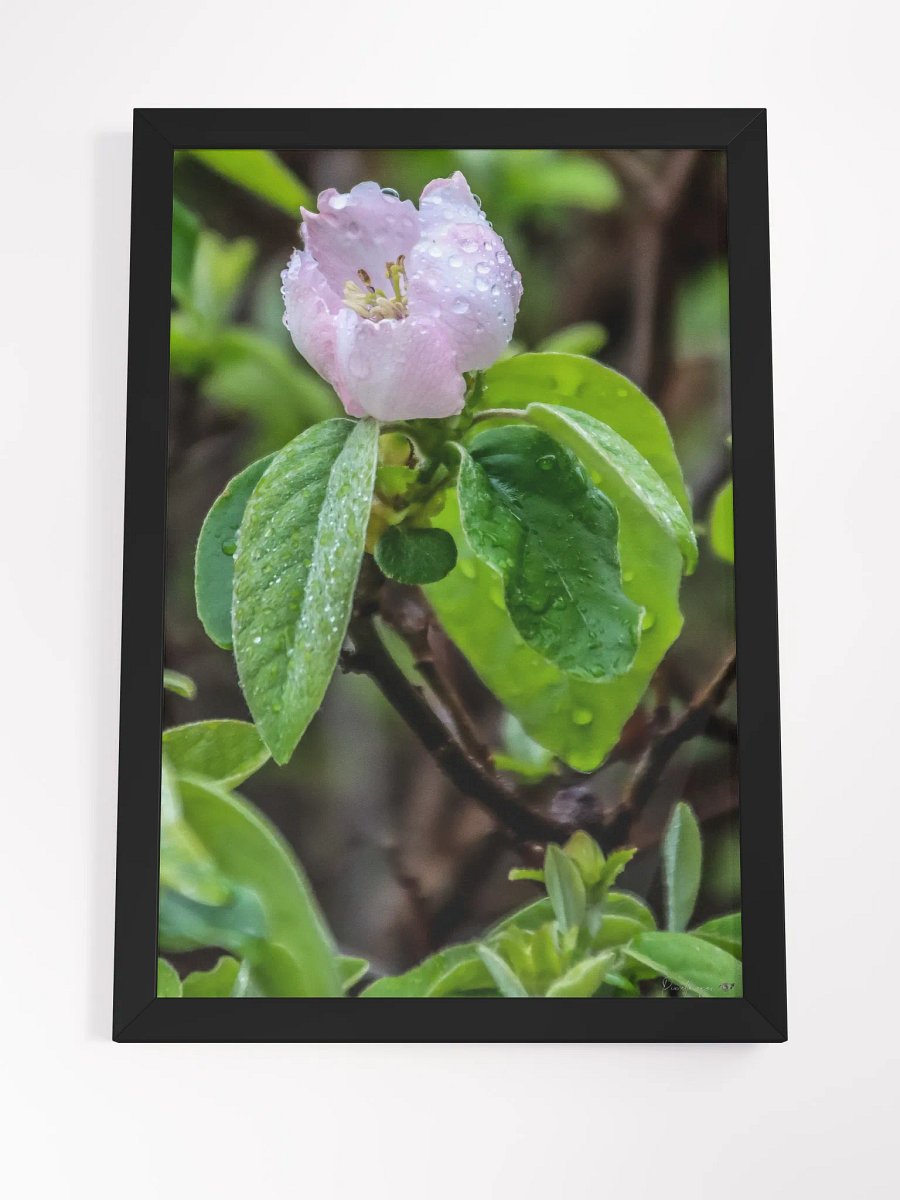 Print Fine Art - Awakening Under the Dew 🌸 product image (8)