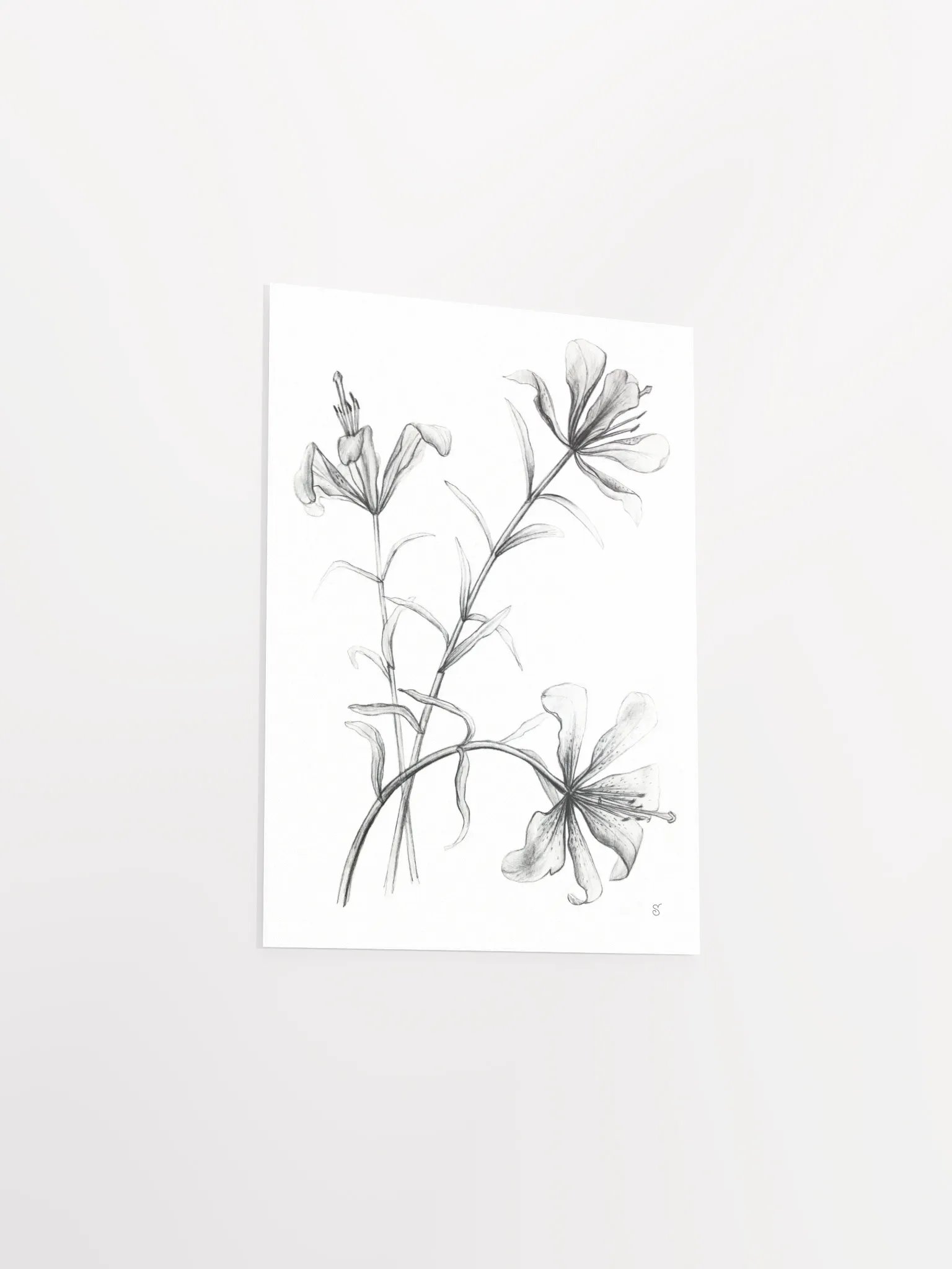Lily Botanical Drawing Poster - Wild Elegant Flowers product image (3)