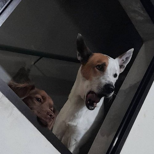 Las bendiciones viendo como me Qlean en Apex 🤣 (chiki y kratos<3)
