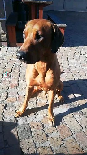 Dante loves it high up, but isn't always allowed to be on high places. #ridgeback #southafrican #rhodesianridgeback #rhodesia...