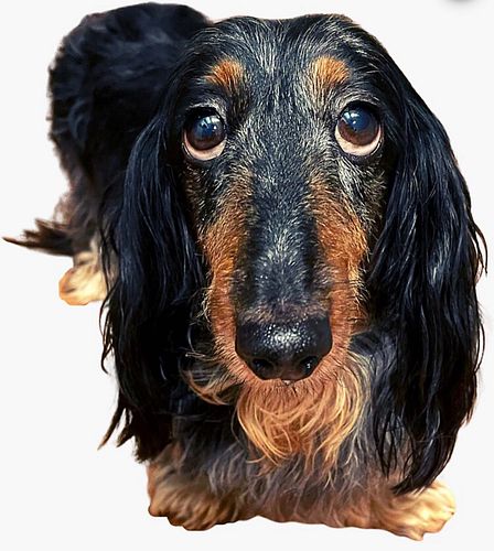 Added this sweetie to my designs. She’s actually my MIL’s dog. Such a cutie! ❤️
See bio for link.
#miniaturedachshund #miniat...
