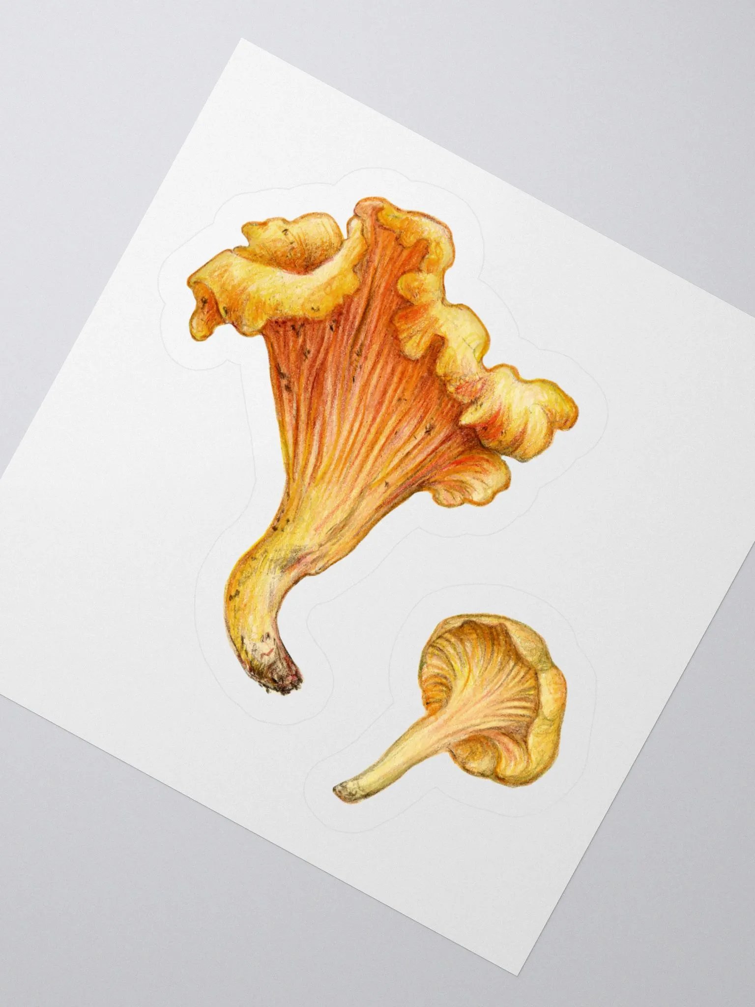 Chanterelle mushroms stickers product image (3)