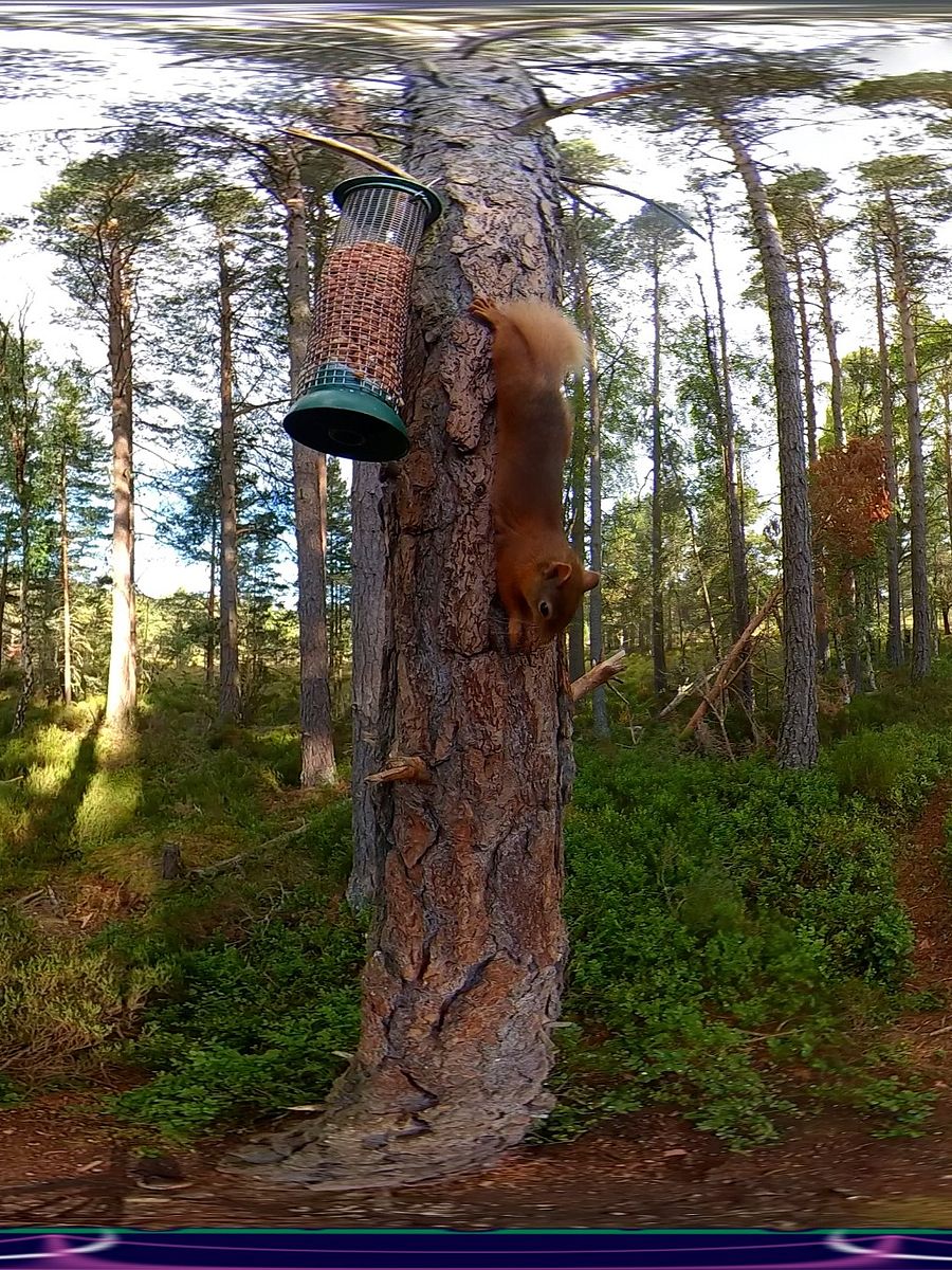 "Wildlife" Part of the Scottish Treasure "Moments" Suite product image (5)