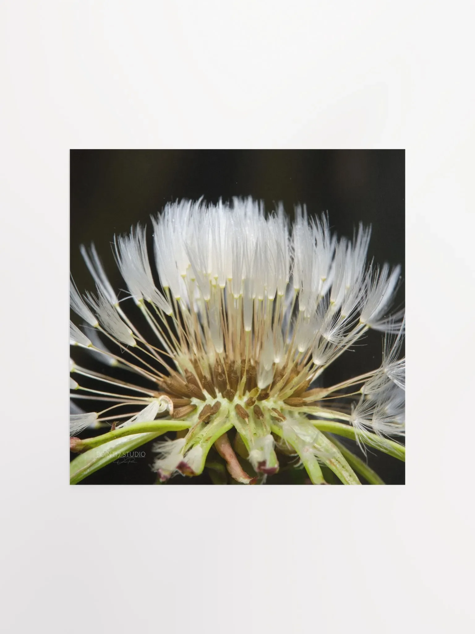 Dandelion #10 - Print product image (2)