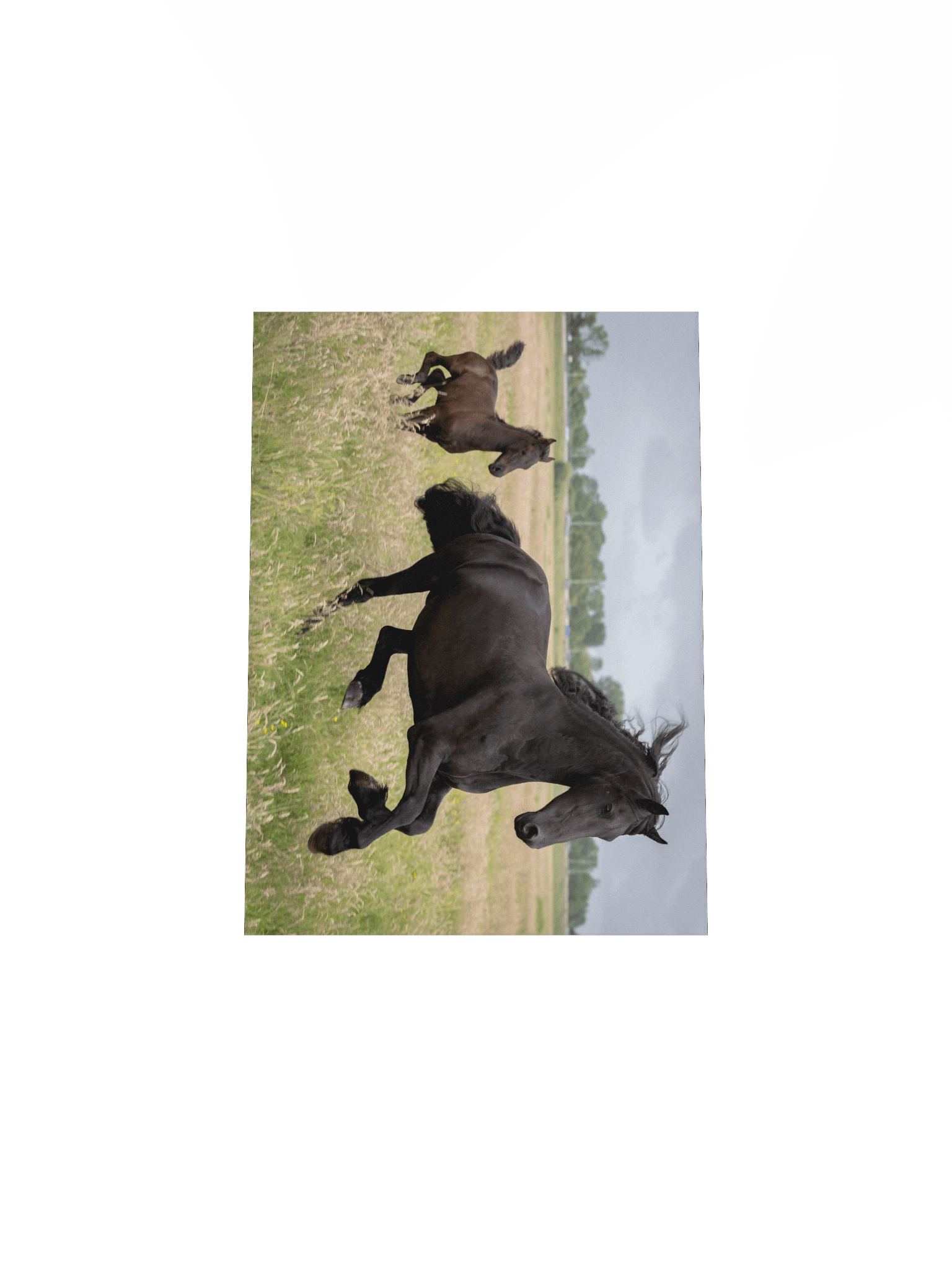 Friesian horses Saly & Elvis product image (5)