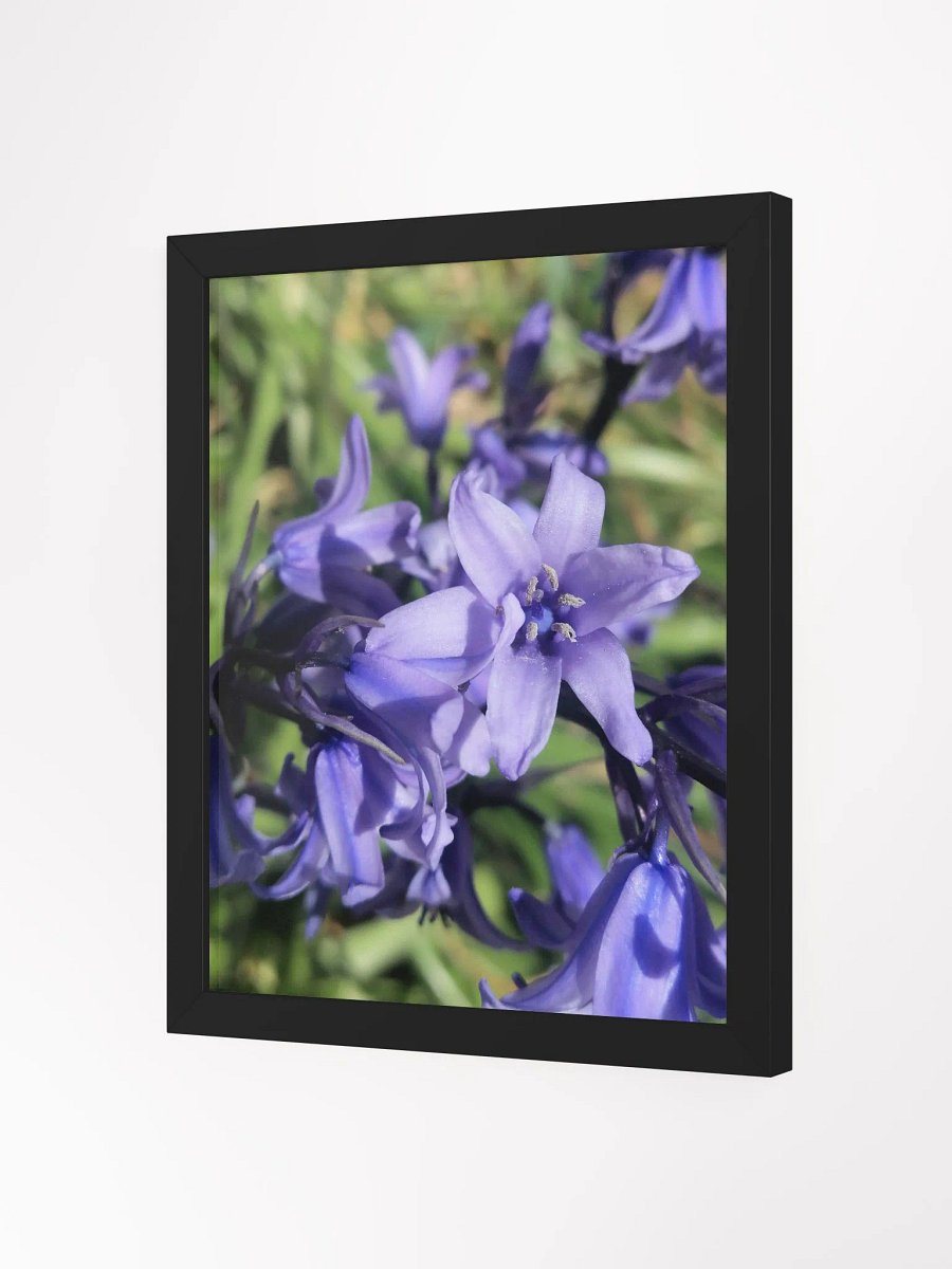 Framed Bluebell Print, Floral Art, 11x14