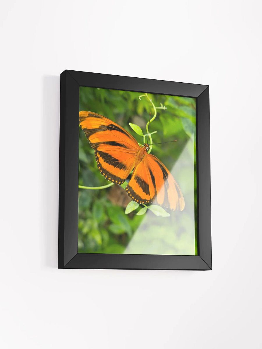 Banded Orange Longwing Tropical Butterfly Framed Poster product image (3)
