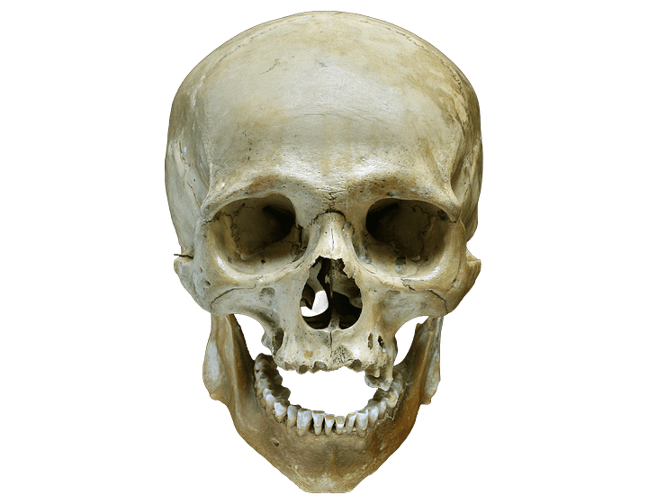 Real Human Skull product image (1)