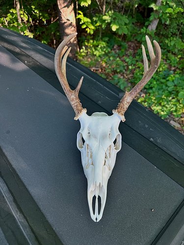 Another successful European Mount in the books!  Delivered it to the hunter today!  Always awesome to do this for people besi...