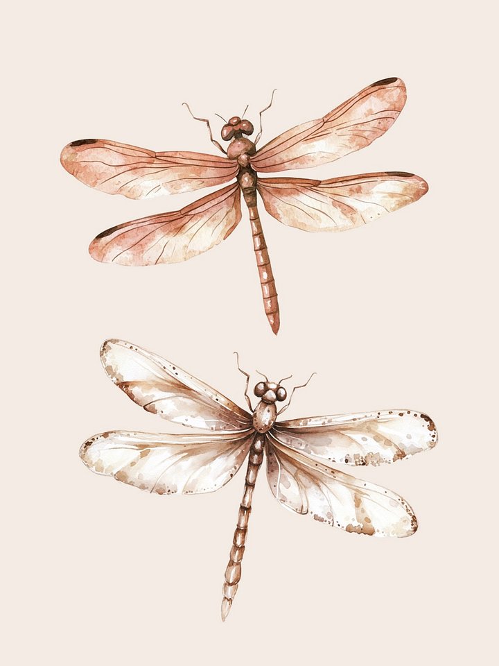 Boho Dragonfly - Clipart product image (1)