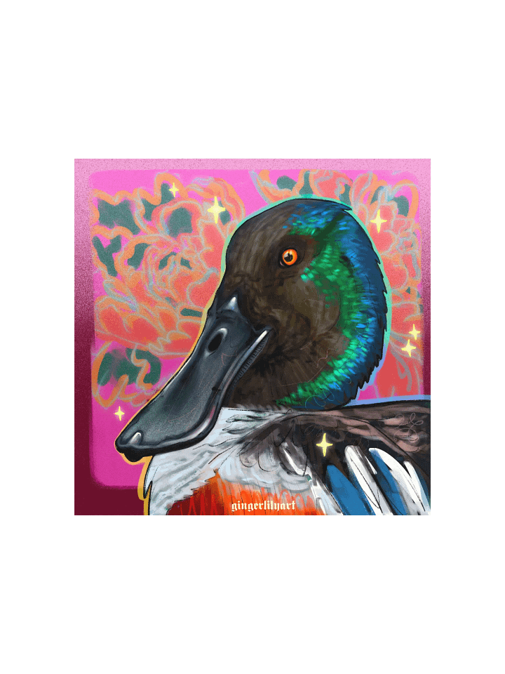 northern shoveler duck product image (2)