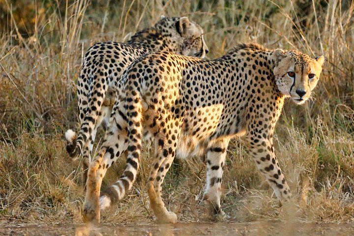 Cheetah product image (1)