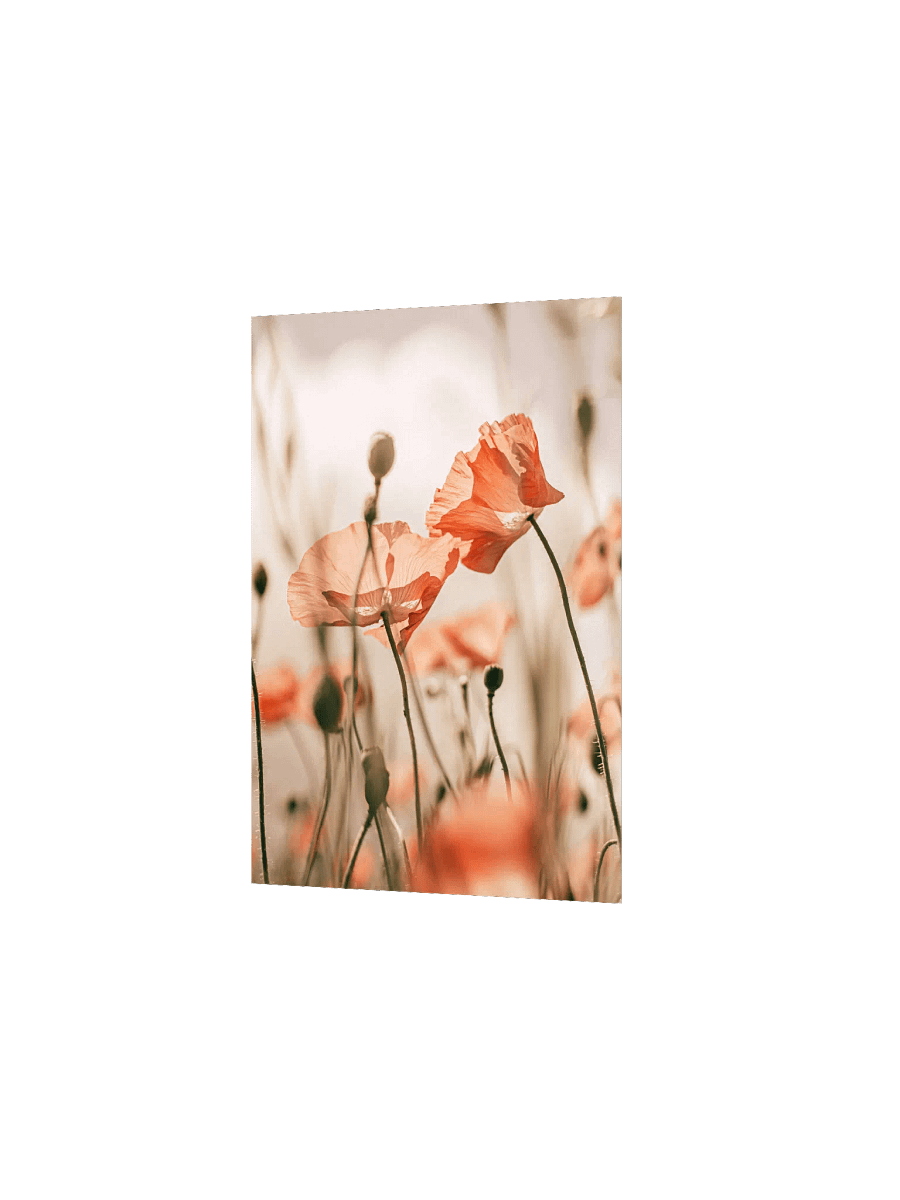 Translucent Poppy Whispers Poster product image (24)