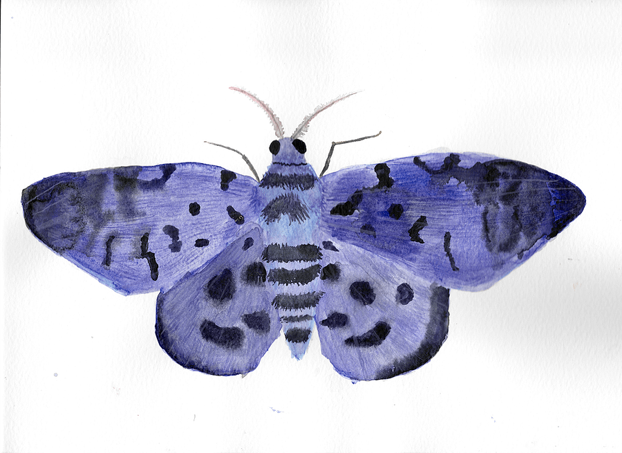 Blue Day Moth Sticker (x2) product image (5)