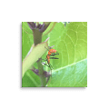 Milkweed Assassin product image (1)